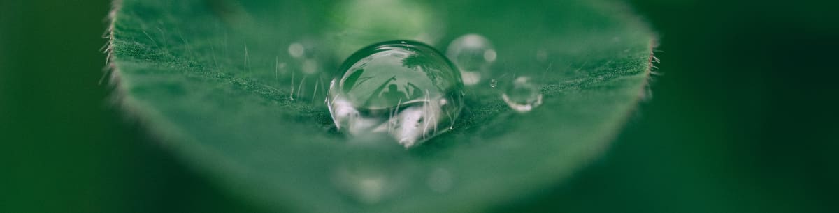 A zoomed in picture of a droplet of water on a green leaf