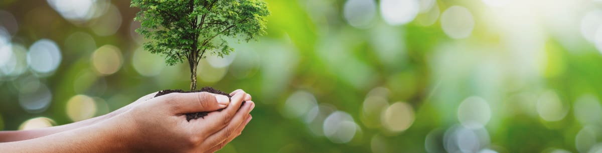 A picture of someone holding soil in their hands with a tree growing out of it, blurred greenery in the background