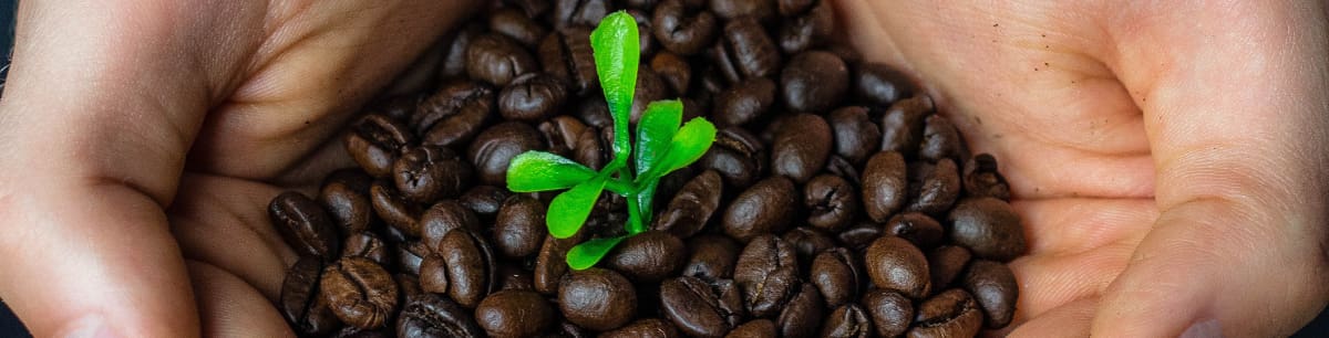 a picture of someone holding coffee beans and there is a small green plant growing up through the middle