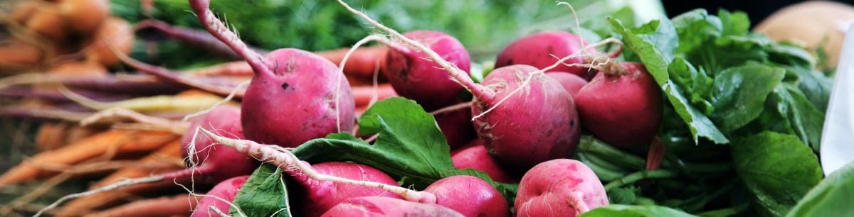 a picture of home grown radishes