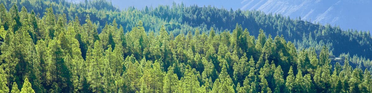 A picture of a forest from above