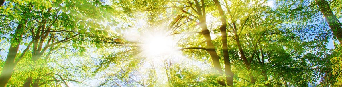 Picture of trees in a forest with the sun shining through