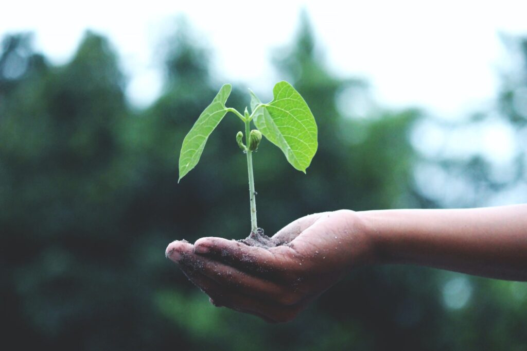 Hand holding soil with a small green plant growing, with a blurred natural background.