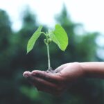 Hand holding soil with a small green plant growing, with a blurred natural background.