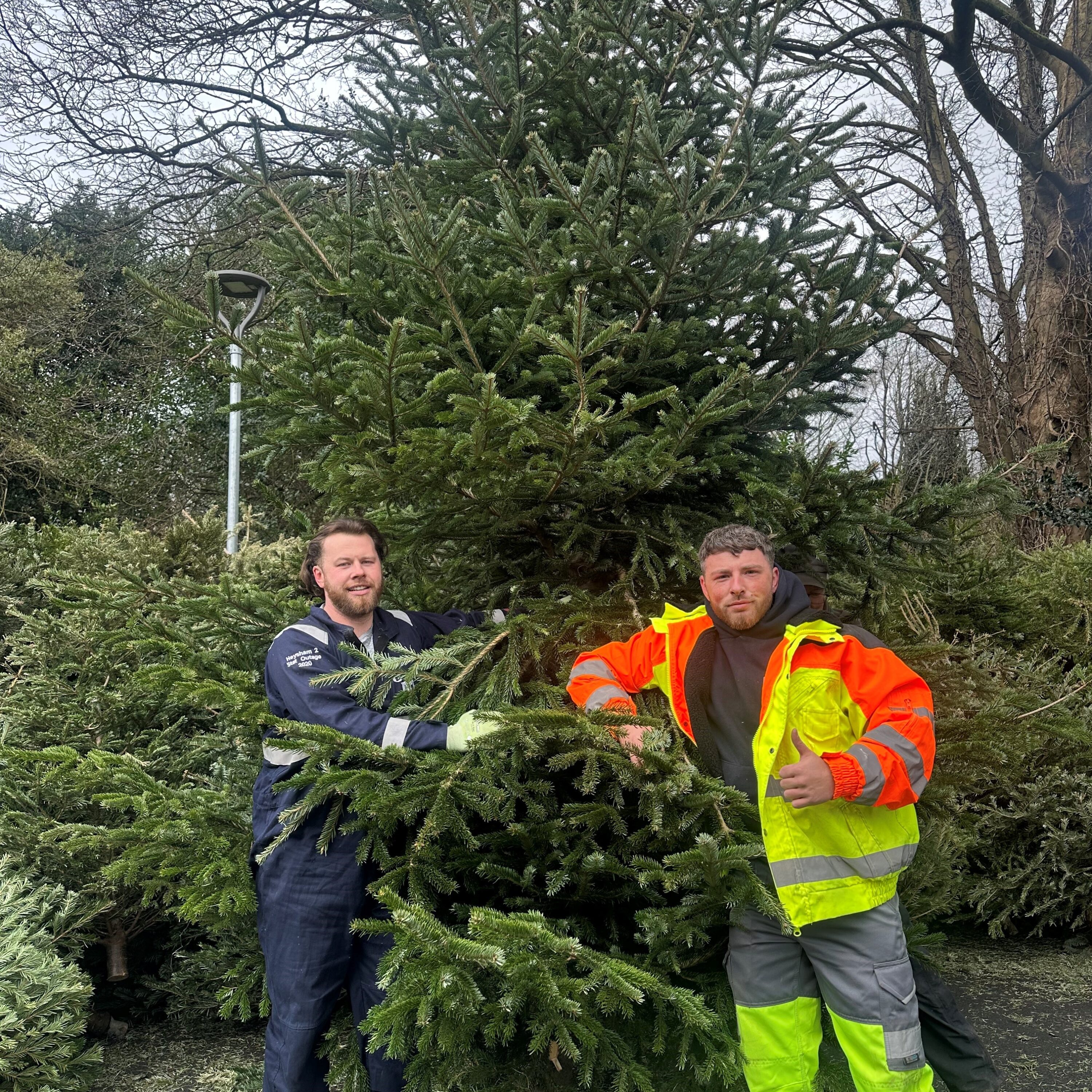 Two people in workwear hold a large Christmas tree among stacked trees outdoors.