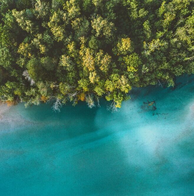 Aerial view of dense green forest beside clear blue river with a narrow shoreline.