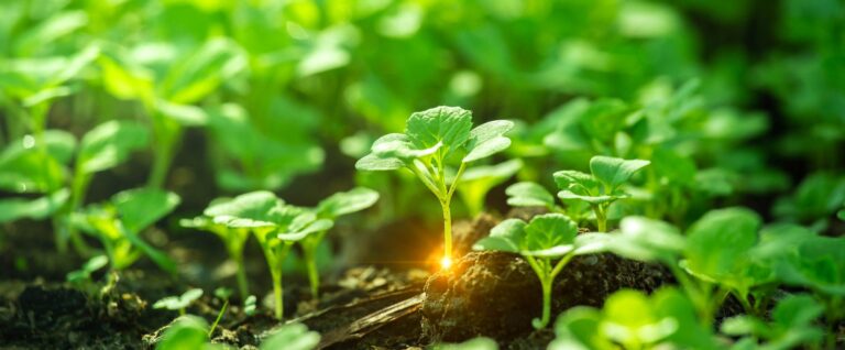 Close-up of small green plants sprouting from soil with sunlight shining between leaves.